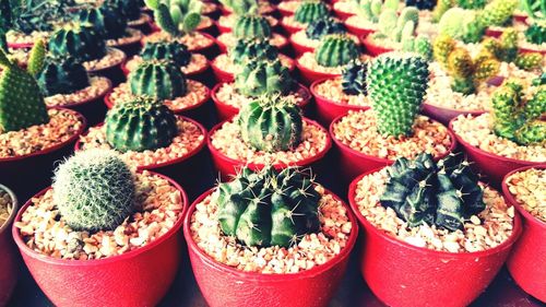 Full frame shot of succulent plants