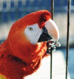 Close-up of parrot in cage