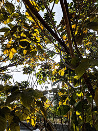 Low angle view of flowering tree against sky