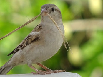 Close-up of bird perching outdoors