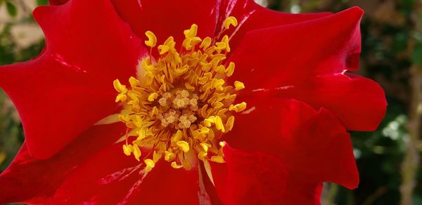 Close-up of red rose flower