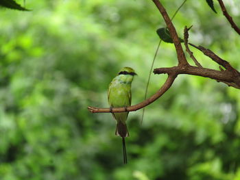 Close-up of bird perching on tree