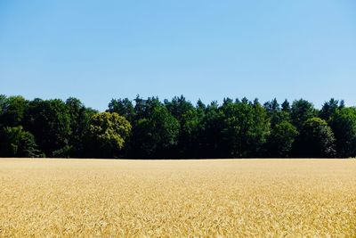 Scenic view of field against clear sky
