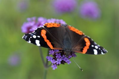 Close-up of butterfly pollinating on purple flower