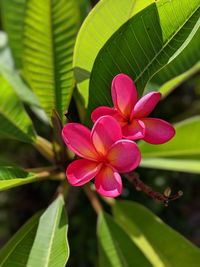 Close-up of pink flowering plant