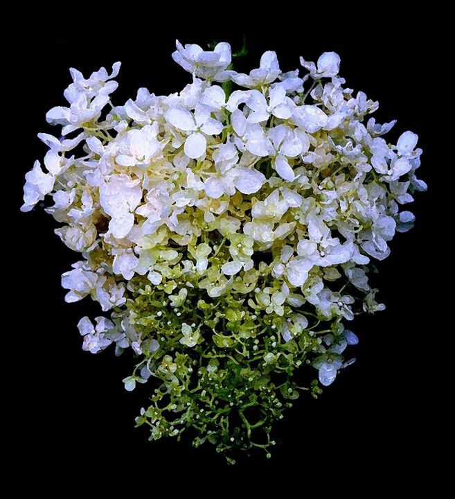 CLOSE-UP OF HYDRANGEA FLOWERS BLOOMING AGAINST BLACK BACKGROUND