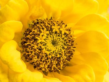 Close-up of yellow flower