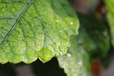 Close-up of wet leaves on rainy day