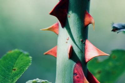 Close-up of red flower against blurred background