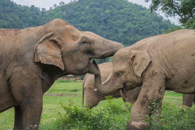 Elephants standing on landscape against mountain