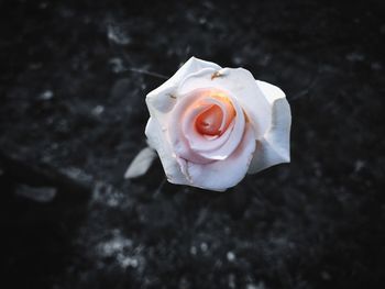 Close-up of white rose