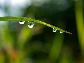 Close-up of water drops on plant