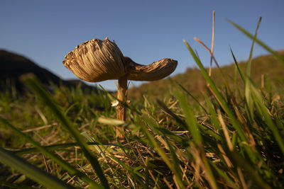 Lepiota in a meadow