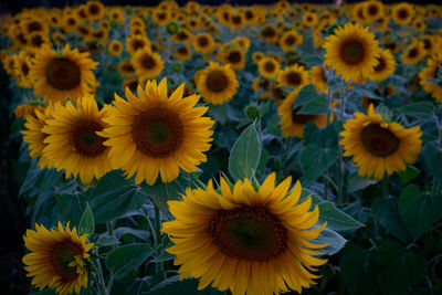 Close-up of sunflower