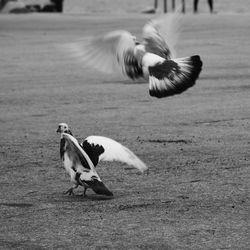 Bird flying