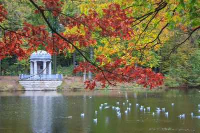 Trees by lake during autumn