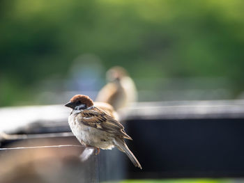 Close-up of bird perching on branch