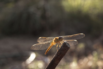 Close-up of dragonfly on wood