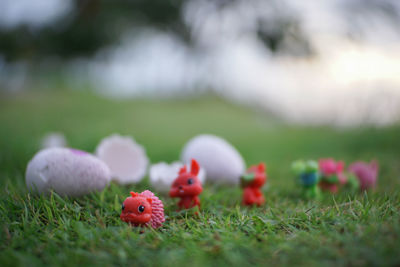 Close-up of red flowers in field