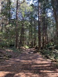 Footpath amidst trees in forest