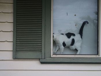 Cat looking up