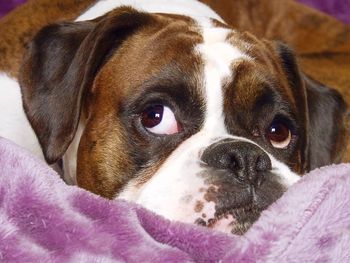 Close-up portrait of a dog