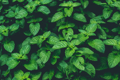 Full frame shot of green leaves