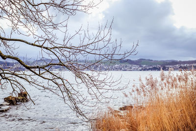 Bare tree by lake against sky