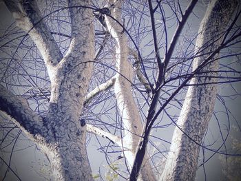 Low angle view of bare trees against sky