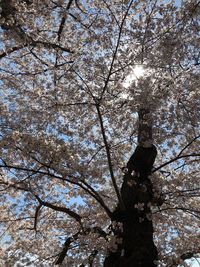 Low angle view of cherry tree against sky