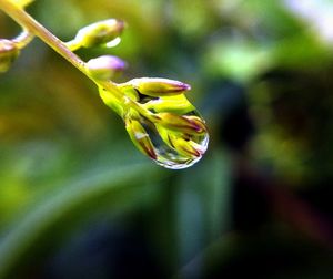 Close-up of water drops on flower