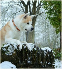 Dog on snow during winter