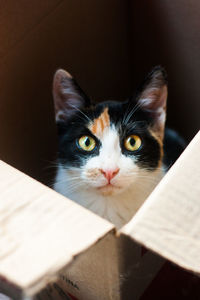 Portrait of cat on box
