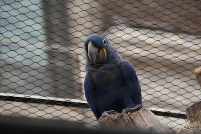 Close-up of parrot in cage