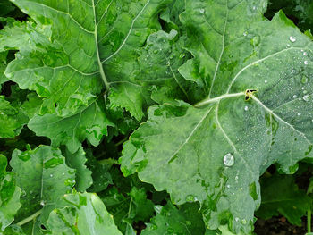 Close-up of raindrops on leaves