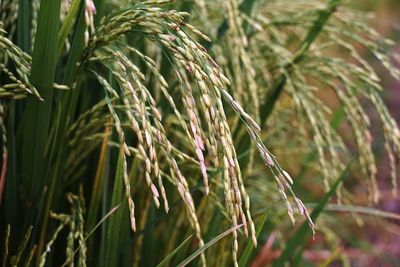 Close-up of crop growing on field