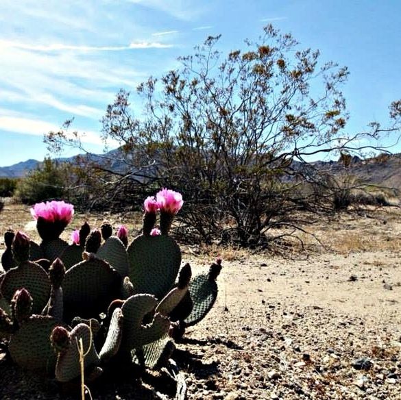 flower, sky, growth, nature, plant, beauty in nature, field, landscape, tranquility, tree, tranquil scene, sunlight, day, fragility, freshness, scenics, outdoors, cactus, no people, cloud