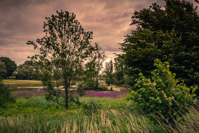 Trees on field against sky during sunset