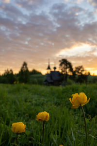 Close-up of red poppy flowers against sky during sunset