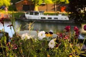 Close-up of flowers growing in river