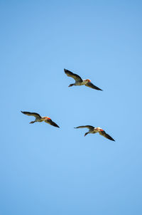 Low angle view of birds flying in the sky