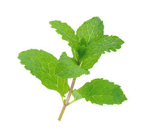 Close-up of fresh green leaves against white background