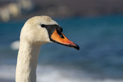 Close-up of swan