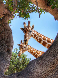 Low angle view of giraffes