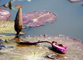 Close-up of leaf floating on water in lake