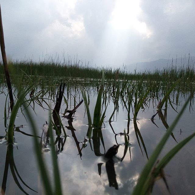 sky, cloud - sky, plant, grass, growth, nature, cloudy, cloud, tranquility, beauty in nature, field, day, close-up, outdoors, tranquil scene, no people, agriculture, stem, animal themes, scenics