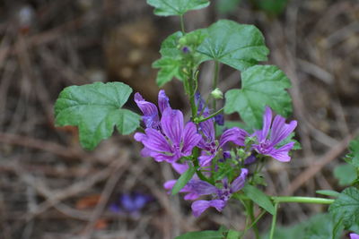 Close-up of purple flowering plant