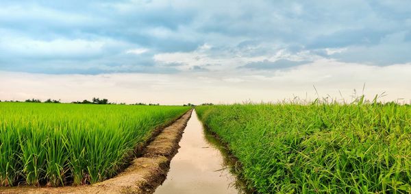 Scenic view of agricultural field against sky