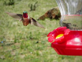 Close-up of bird flying over red feeder