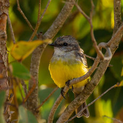 Close-up of bird perching on branch